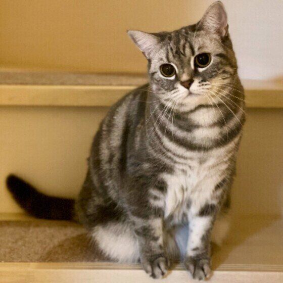 迎えに来るマンチカンの女の子