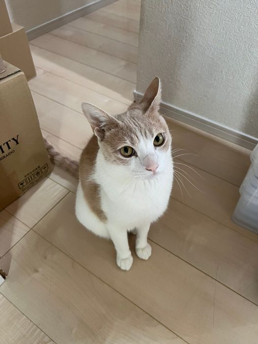 成長したミルちゃんの様子 すっかり美猫に