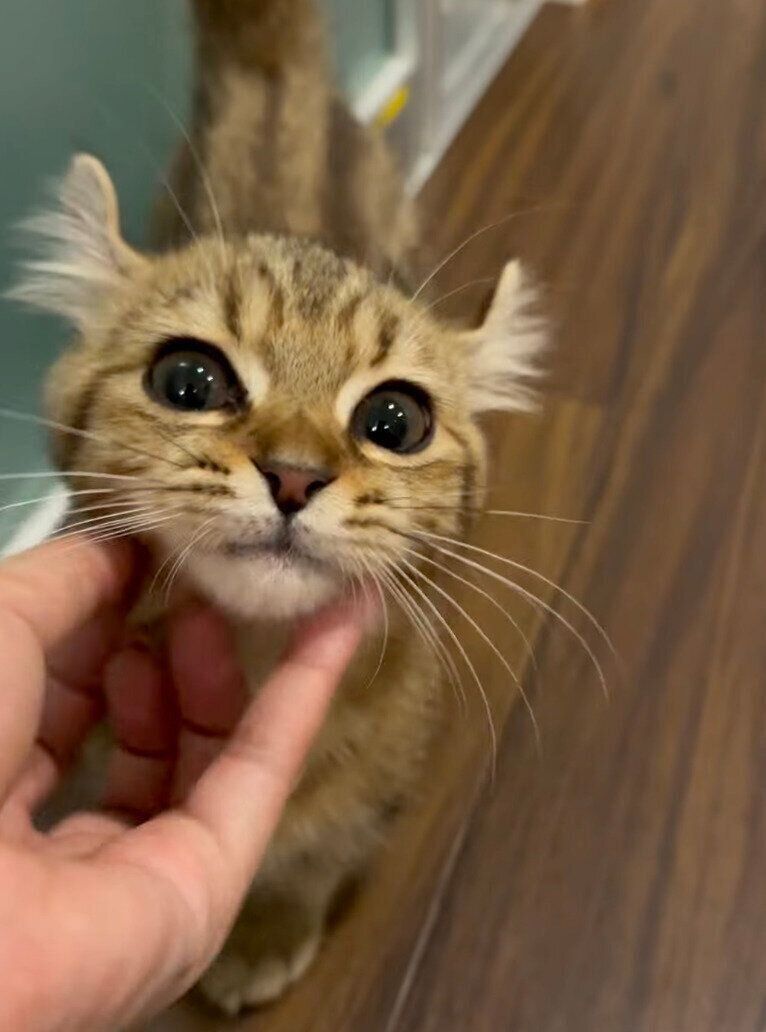 飼い主さんに甘えるのりおくん