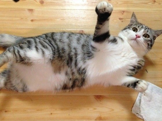 遊ぶスコティッシュフォールド