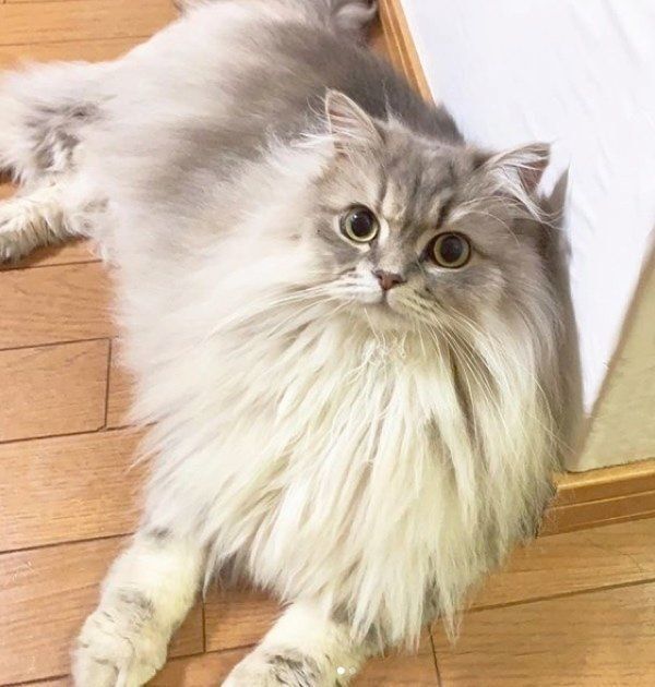 見つめるスコティッシュフォールド