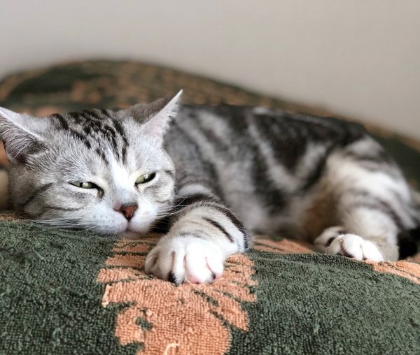 しぐさがあざとすぎる猫