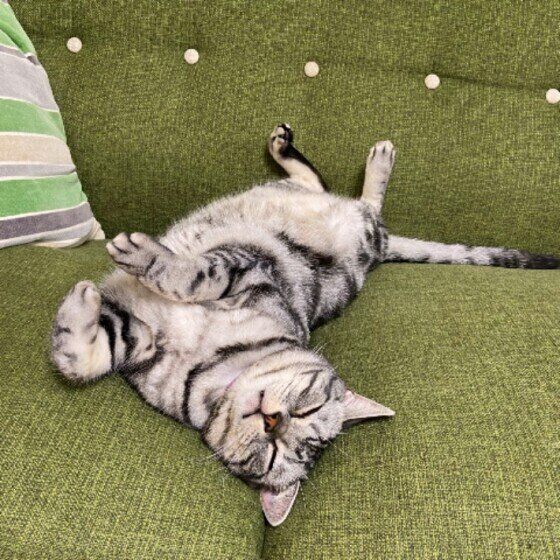 アメリカンショートヘアのショーンくんとソファ