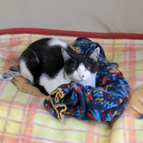 Mix（黒×白）の茉莉花ちゃん♪