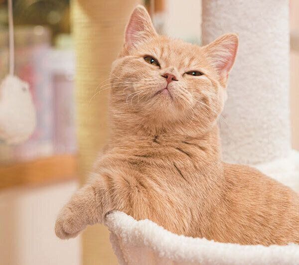 目がとろんとする猫