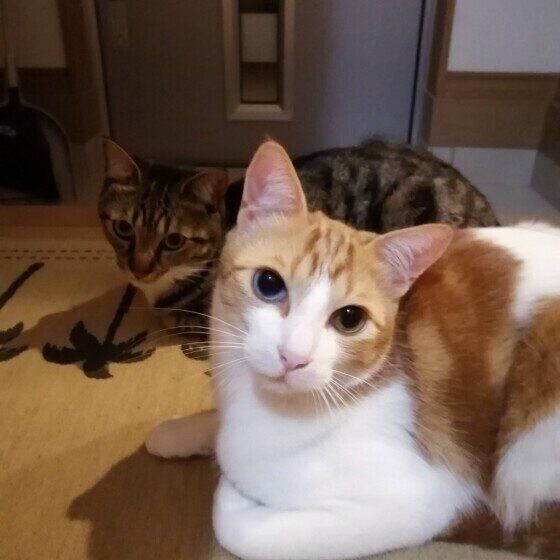 ドアの前で出待ちするMIX猫たち