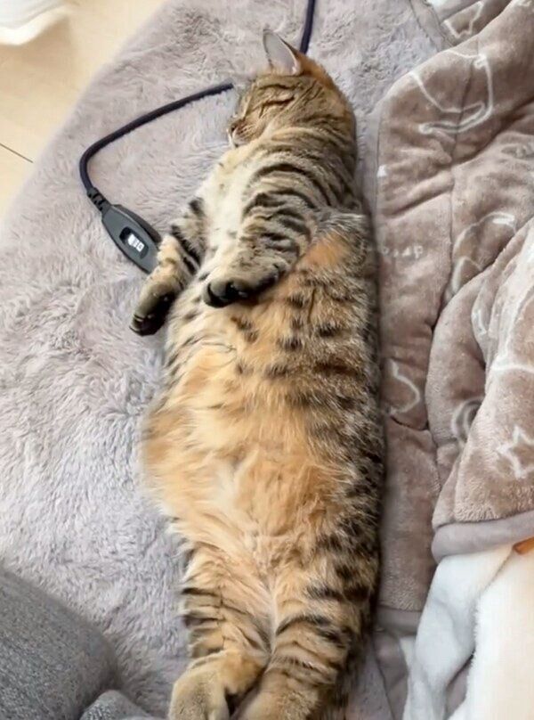 クセが強い「のび〜」をするもなちゃん