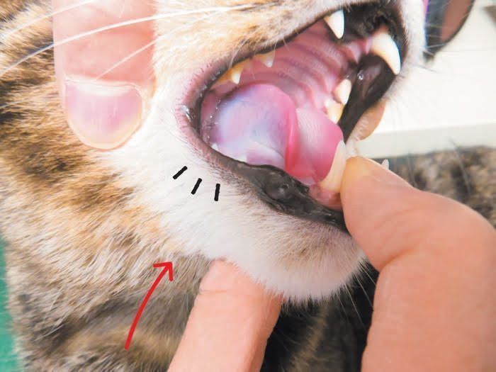猫の下あごのくぼみを強めに押すと舌が盛り上がる