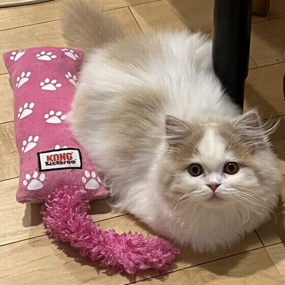 ラガマフィンのはぴちゃん