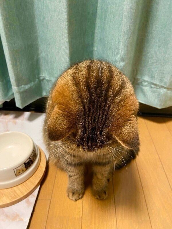 「無言の圧」をかけてくるどんぐりくん