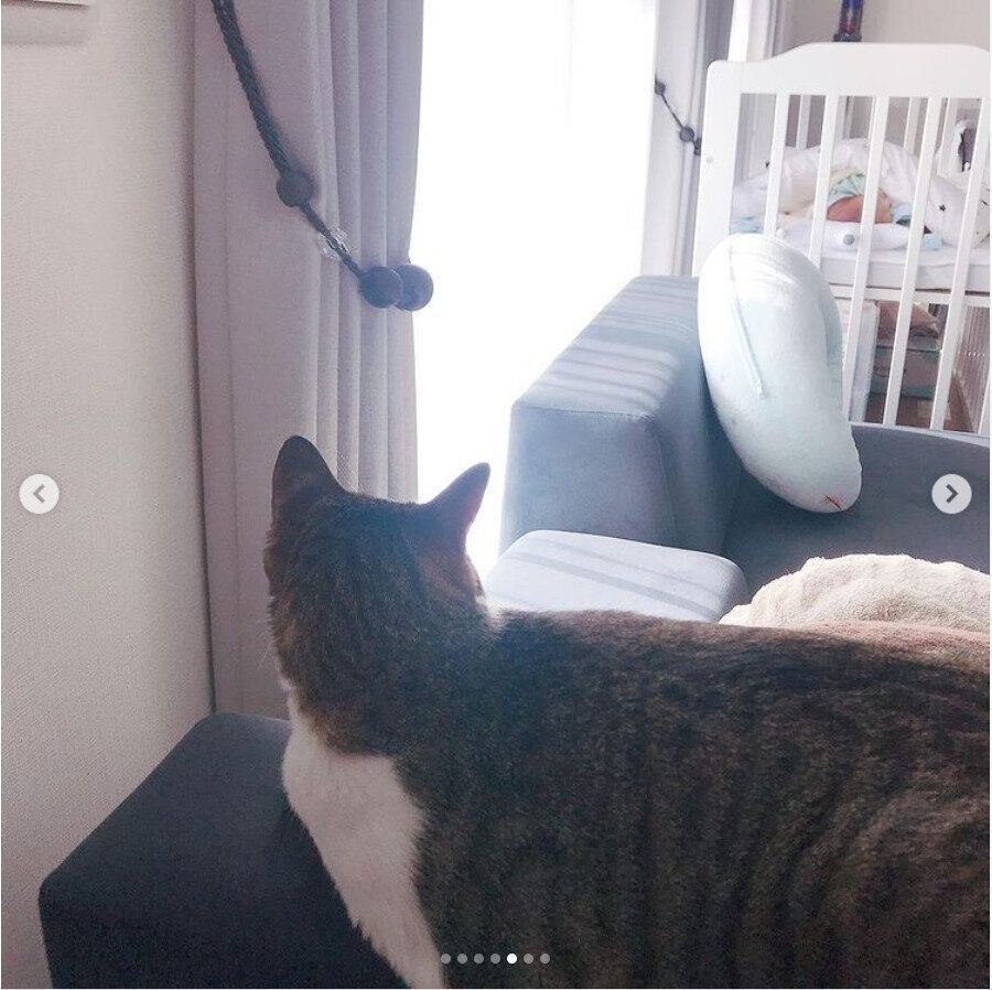 ベッドを見つめるわさびちゃん