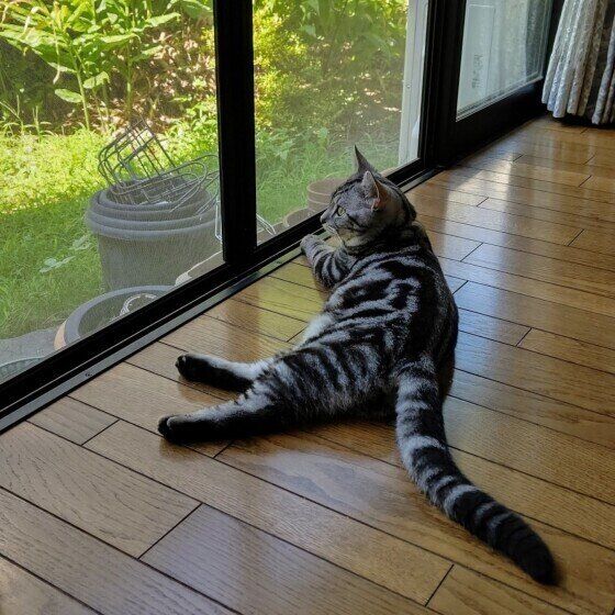 アメリカンショートヘア