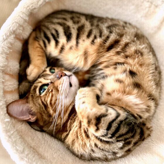 丸くなるベンガル