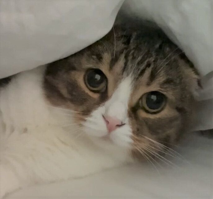 不思議そうなぽこ太郎ちゃん