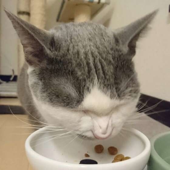 ごはんを食べる猫