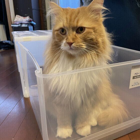 衣装ケースに入るサイベリアンのルカくん