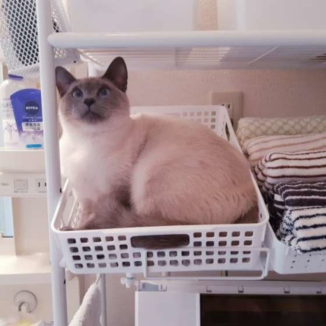 猫が家の中のどこかに隠れて出てこない 考えられる5つの理由とは ねこのきもちweb Magazine 猫が家の中のどこかに隠れて出てこない 考えられる5つの理由とは ねこのきもちweb Magazine