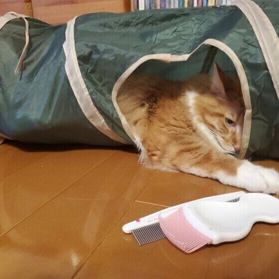 メインクーンのポン太くん