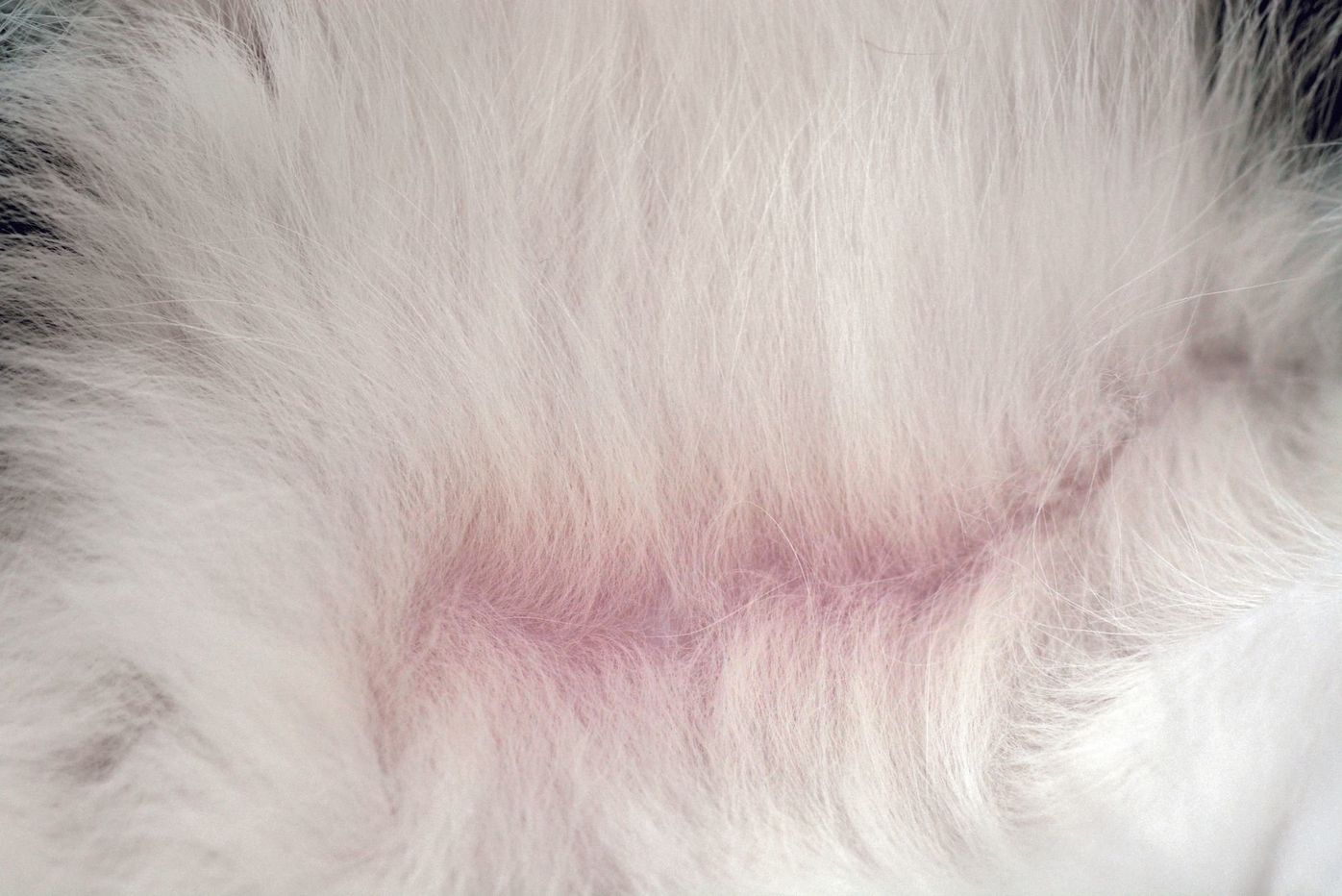 猫の体は桜色 猫の ピンク にまつわる不思議q A ねこのきもちweb Magazine 猫の体は桜色 猫の ピンク にまつわる不思議q A ねこのきもちweb Magazine