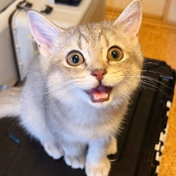 ブリティッシュショートヘアの丸虎くん