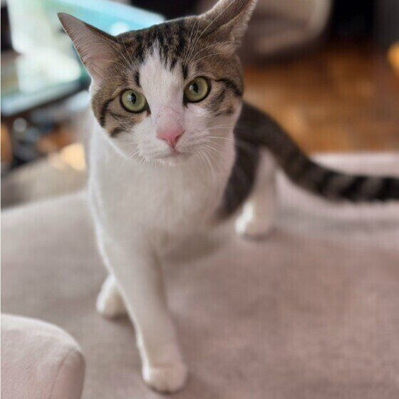 足をクロスさせて歩くすあまくん