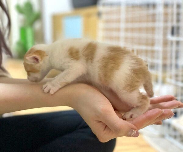 飼い主さんの手に乗るうにくん