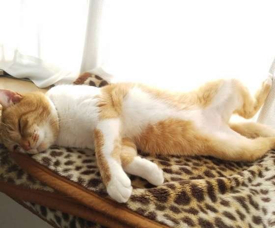 おじさんのような寝姿の茶トラ