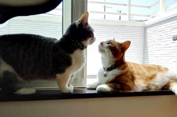 見つめ合う猫