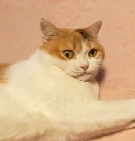 尻尾の誘惑には勝てない！うずらちゃん