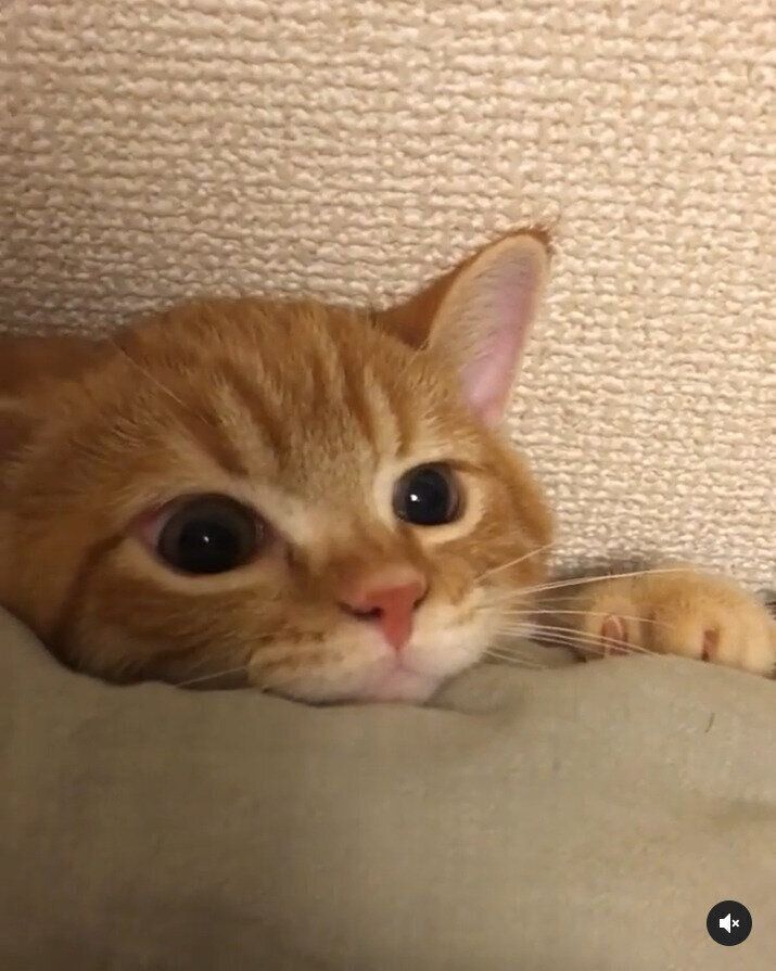 隠れん坊が可愛くて クサ顔が強烈 な猫の うにくん ねこのきもちweb Magazine