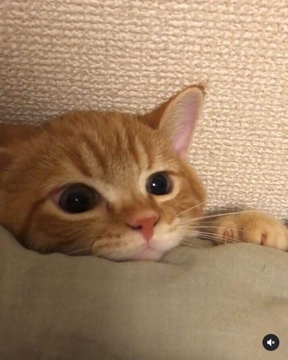 隠れん坊が可愛くて クサ顔が強烈 な猫の うにくん ねこのきもちweb Magazine 隠れん坊が可愛くて クサ顔が強烈 な猫の うにくん ねこのきもちweb Magazine