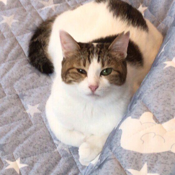 Mix（茶×白）のハッチーちゃん♪