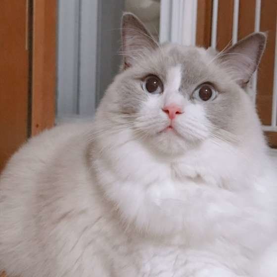 一点を見つめているラグドールすず