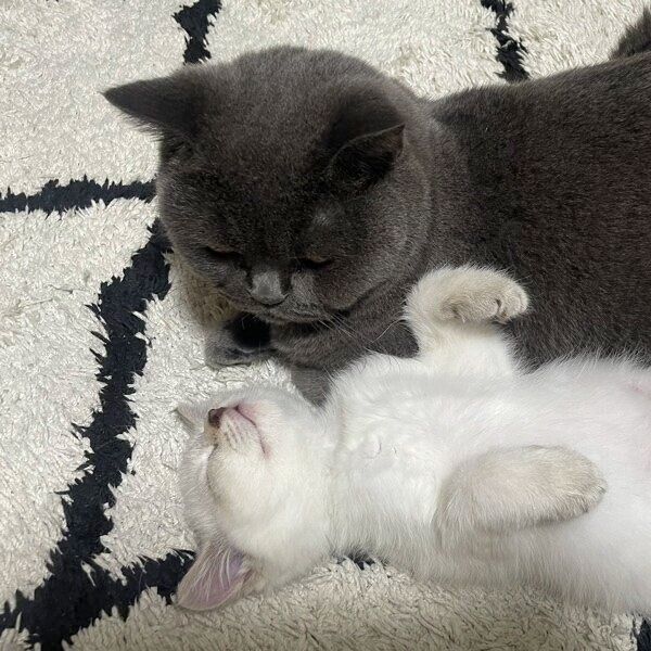 藍くんを見守る瑠璃ちゃん