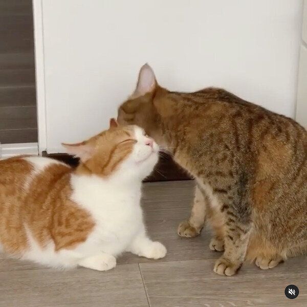 茶葉ちゃんに毛づくろいしてもらう茶太くん