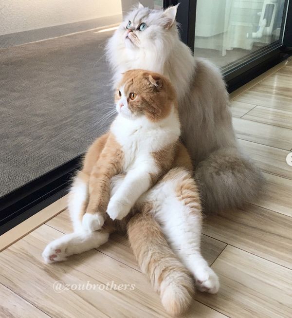 ドアにお尻が引っかかっちゃう猫