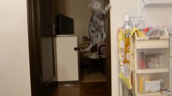 ジャンプする猫