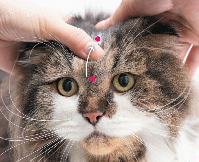 額をマッサージされる猫