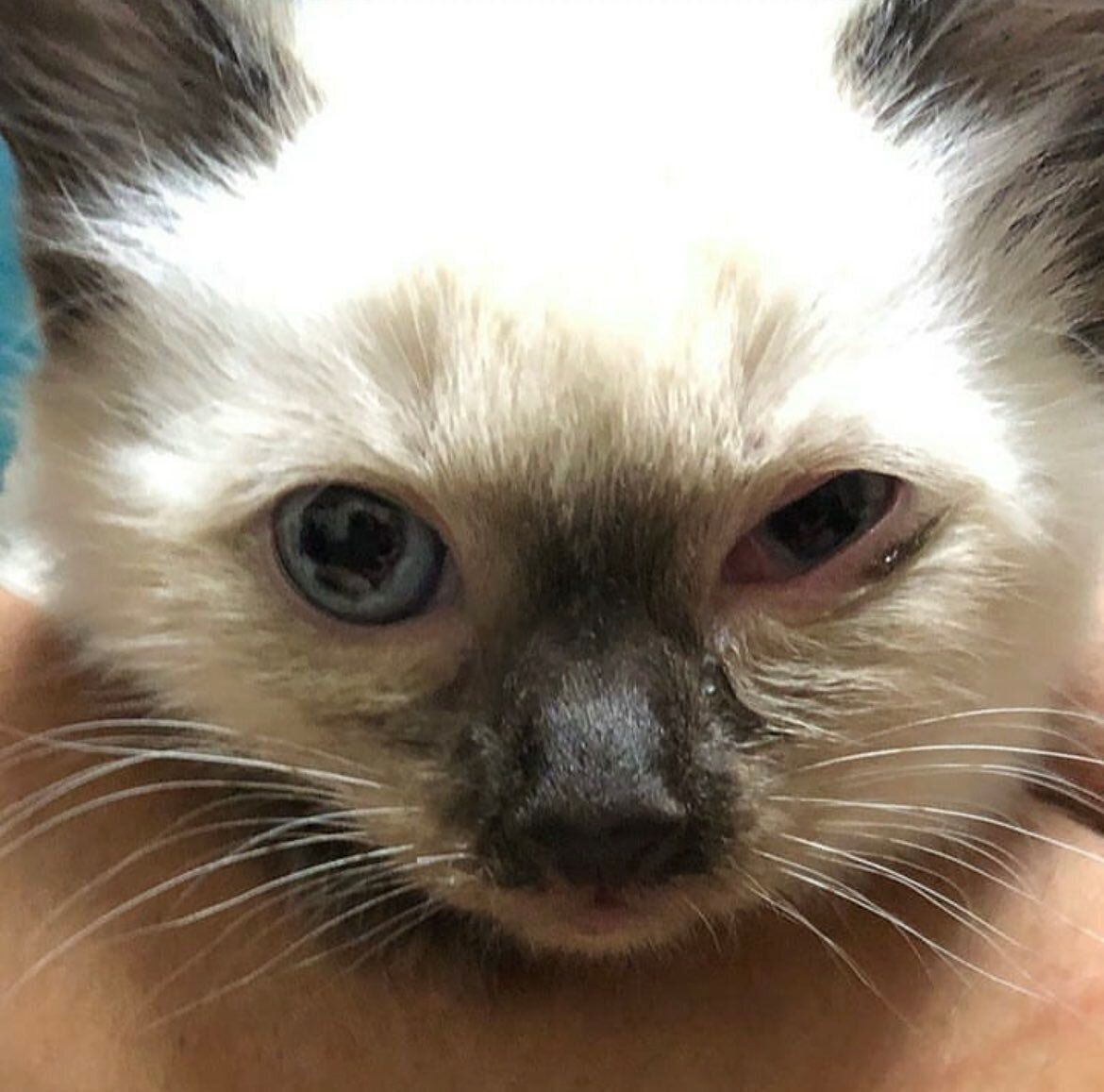 保護した当日、目やにで目が開けられない様子のこじろーくん