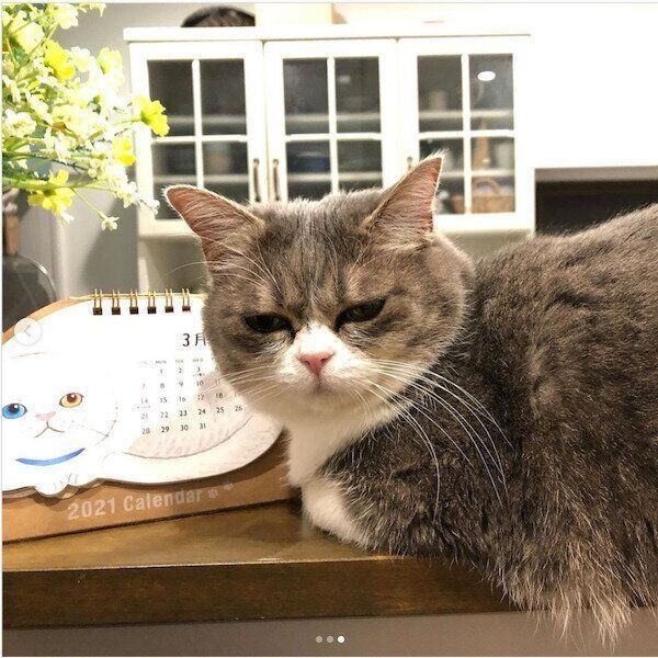 セリアの猫グッズ