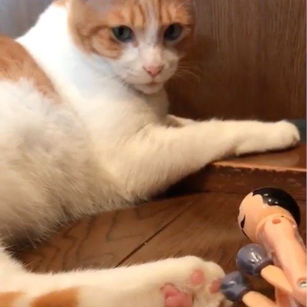 おもちゃにジャブされるにゃんこ