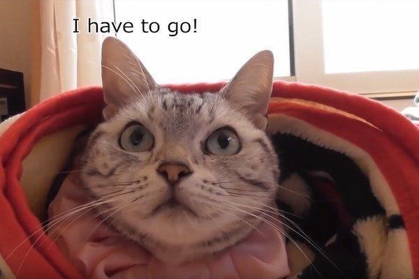 置いていかれて見張る猫