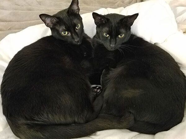 いつも一緒にいる俳句くん、忍者くん