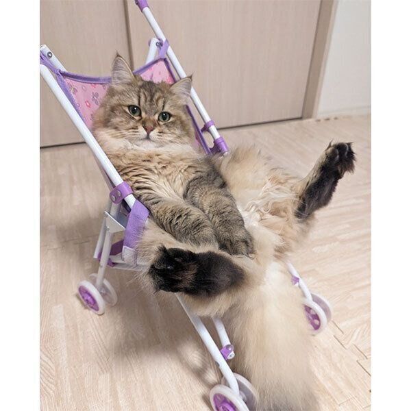 くつろぐちまきちゃん