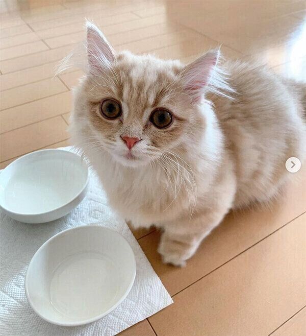 食いしん坊なモニくん