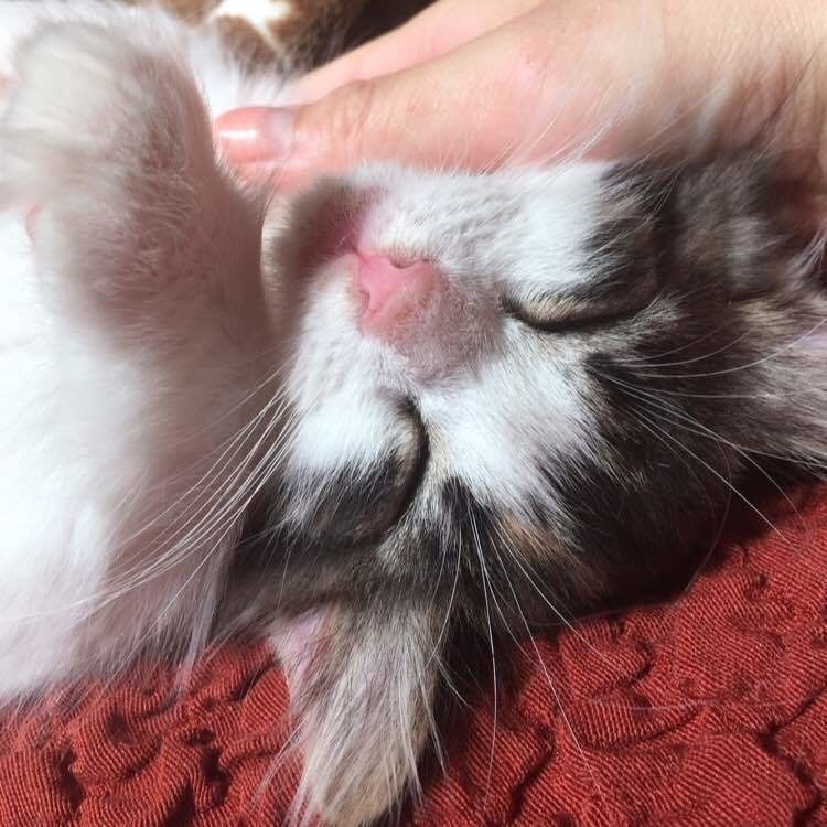 サイベリアンの特徴と性格 飼い方 価格相場など 猫図鑑 ねこのきもちweb Magazine