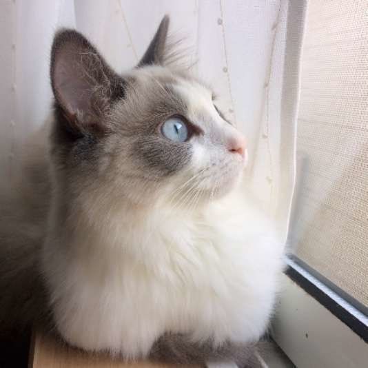 ラグドールのミルちゃん