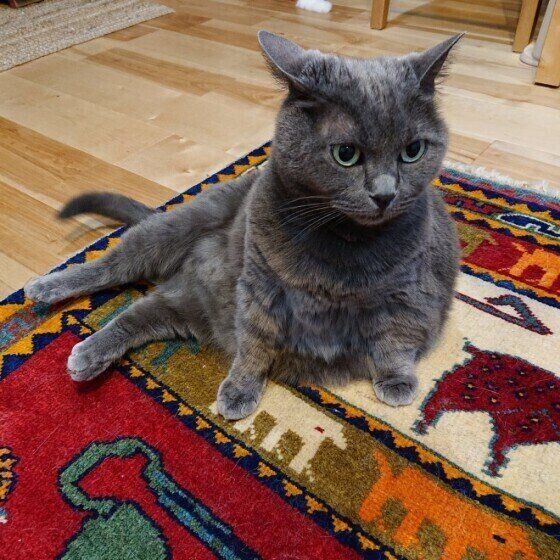 横座りするマンチカンの女の子