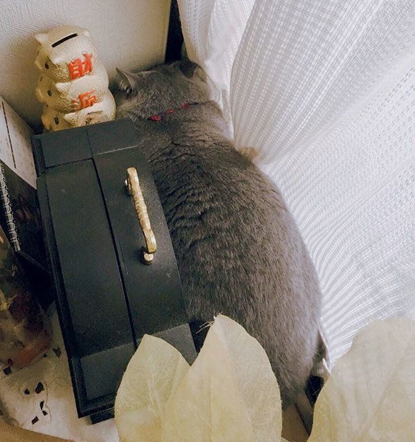 隅っこに隠れるひのでくん