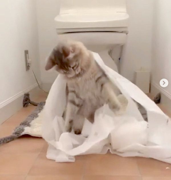 トイレットペーパーで遊ぶ猫